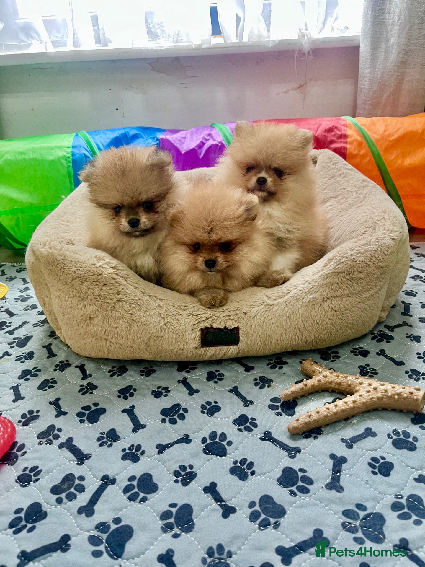 Pomeranian dogs Outstanding Quality Teddy Bears 🧸  - Advert 1