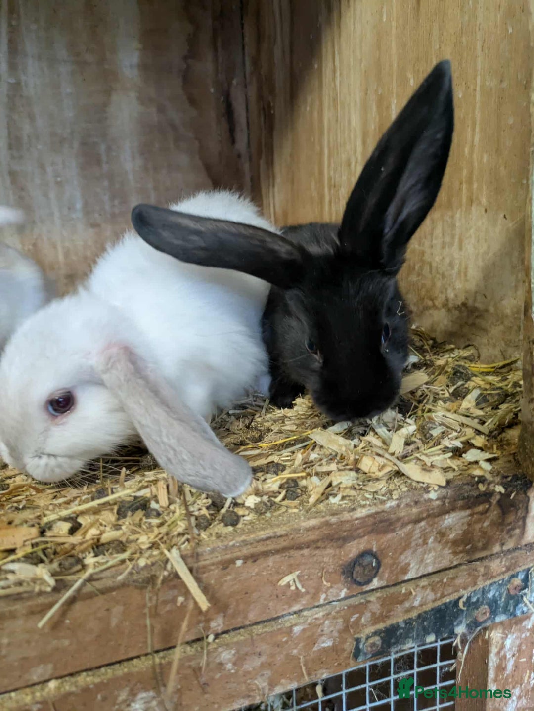 Mini Lop rabbits for sale: Mini lops babies  - Image 2