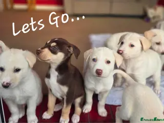 Mixed Breed dogs EUROHOUND / SIBERIAN HUSKY HYBRID PUPPIES - Advert 8