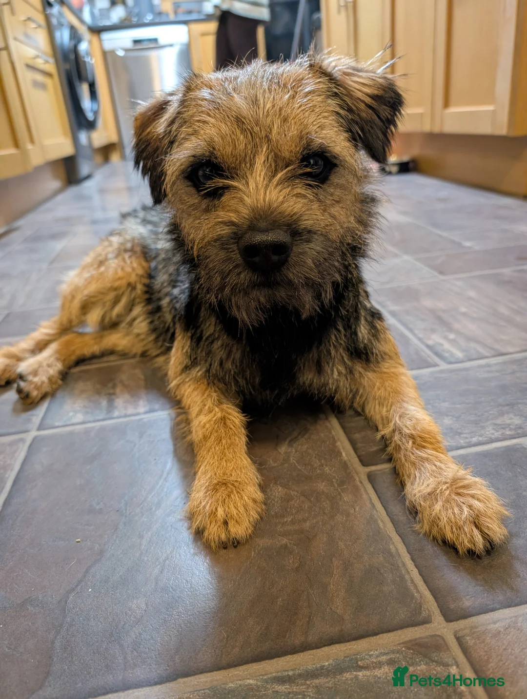 Border Terrier dogs for sale: Beautiful Border Terrier Puppies - Advert 26