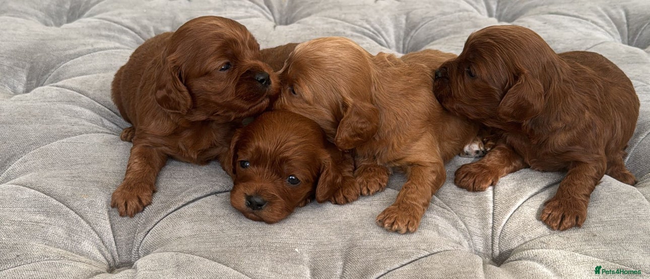 Cavapoo dogs Extensively health tested cavapoos - Advert 6