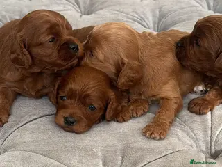 Cavapoo dogs Extensively health tested cavapoos - Advert 6