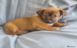 Jack Russell dogs for sale: Ready now 2 male Jack Russell's  - Image 5