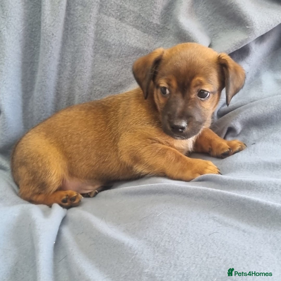 Jack Russell dogs for sale: Ready now 2 male Jack Russell's  - Image 5