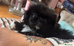 Pekingese dogs for sale: Stunning Quality Pekingese puppies Ready Now  - Image 7