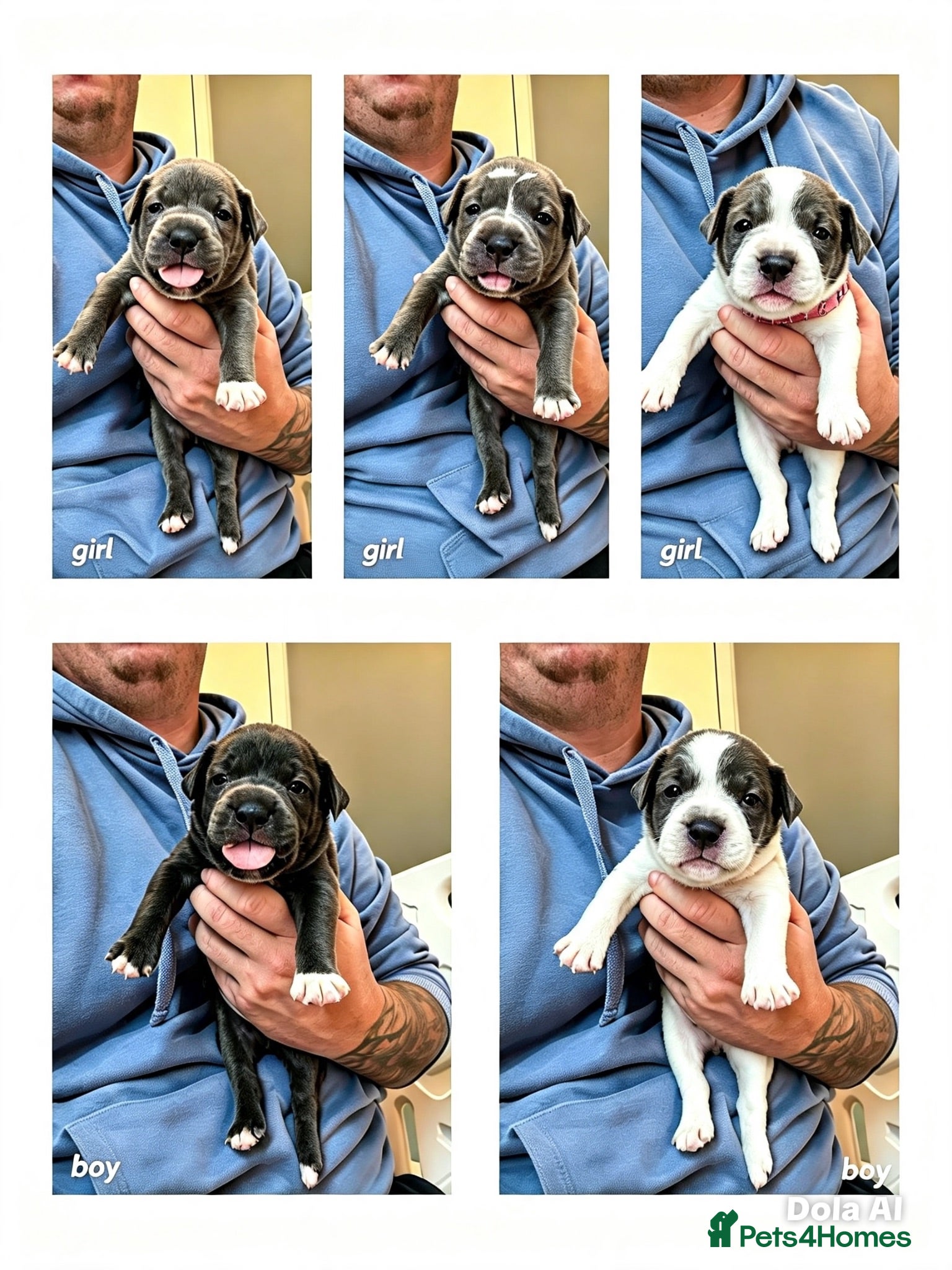 Staffordshire Bull Terrier dogs 5 GORGEOUS  STAFFORDSHIRE BULL TERRIER PUPPIES - Advert 1