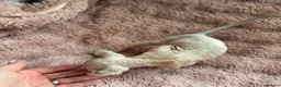 Sphynx cats for sale: Elf Sphynx boy in Ulverston - Advert 4