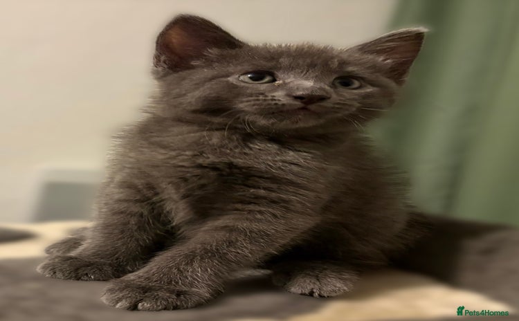 Domestic Shorthair cats - Advert 4