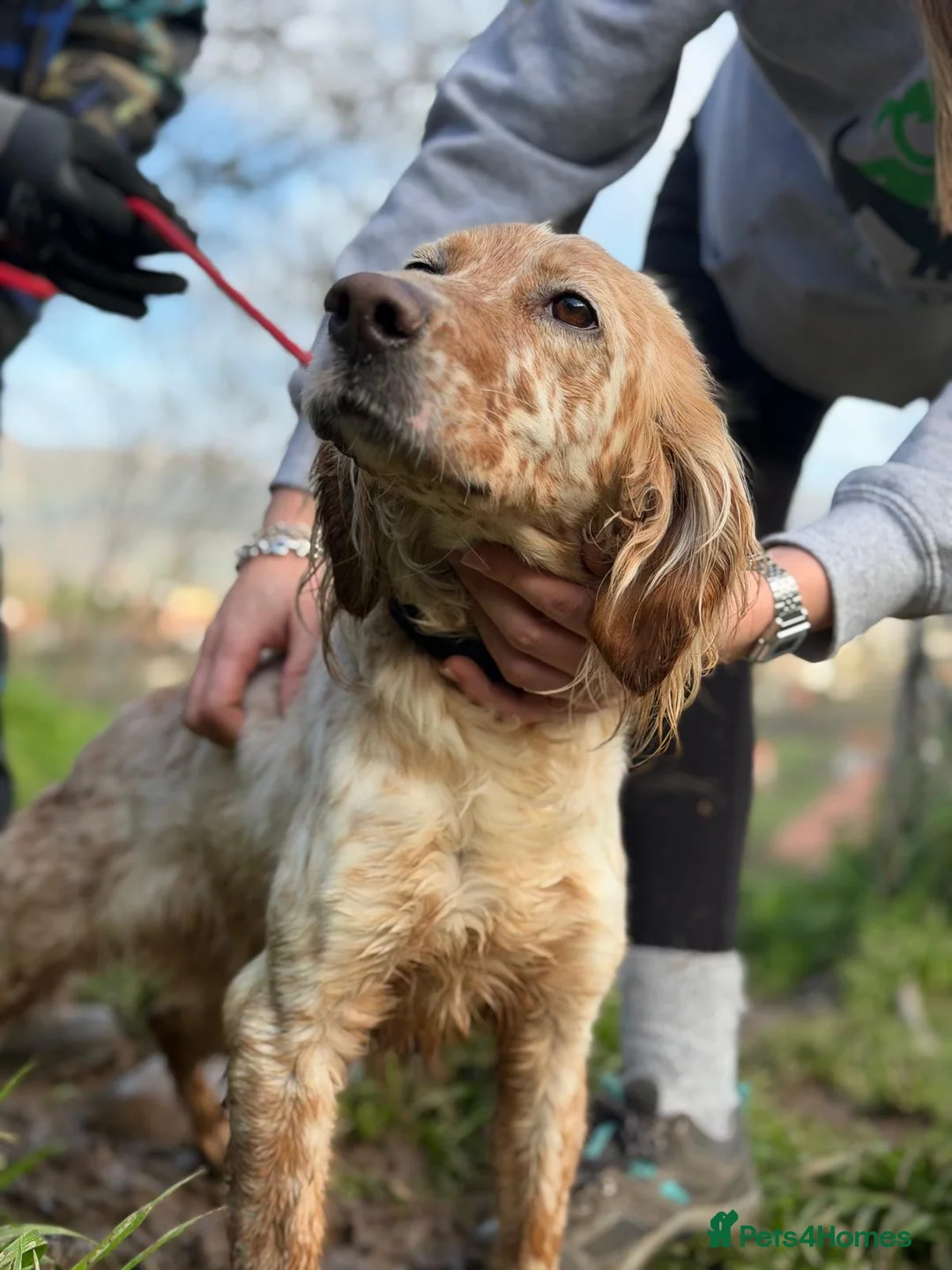 English Setter dogs for adoption: Astra - Advert 5