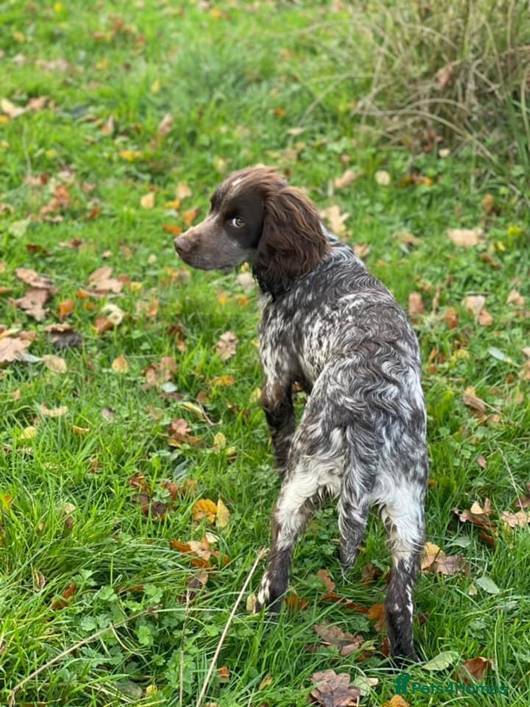 Cocker Spaniel dogs for stud: KC Working Cocker Spaniel Health Tested  - Advert 9