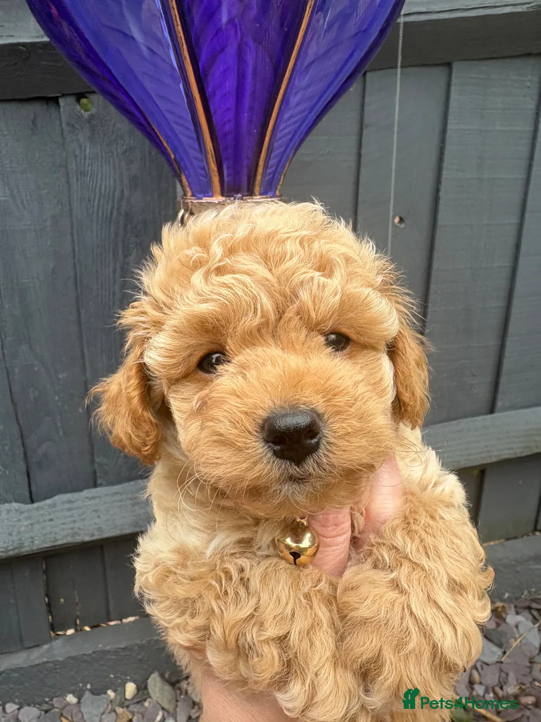 Maltipoo dogs for sale: Adorable Toy Poodle Puppies - Advert 13