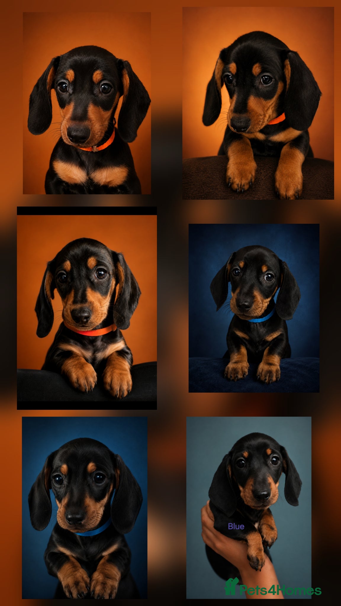 Miniature Dachshund dogs SILVER/BLACK Adorable dachshund puppies for sale😍 - Advert 14