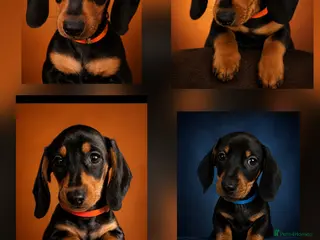 Miniature Dachshund dogs SILVER/BLACK Adorable dachshund puppies for sale😍 - Advert 14