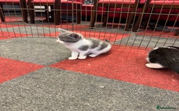 Mixed Breed cats for sale: 5 beautiful kittens ready for new homes - Image 9