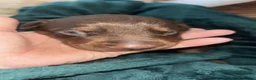 Dobermann dogs for sale: Beautiful Doberman puppues - Advert 8