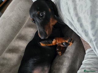 Miniature Dachshund dogs Beautiful male miniature dashhound - Advert 3