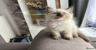 Ragdoll cats - Advert 9