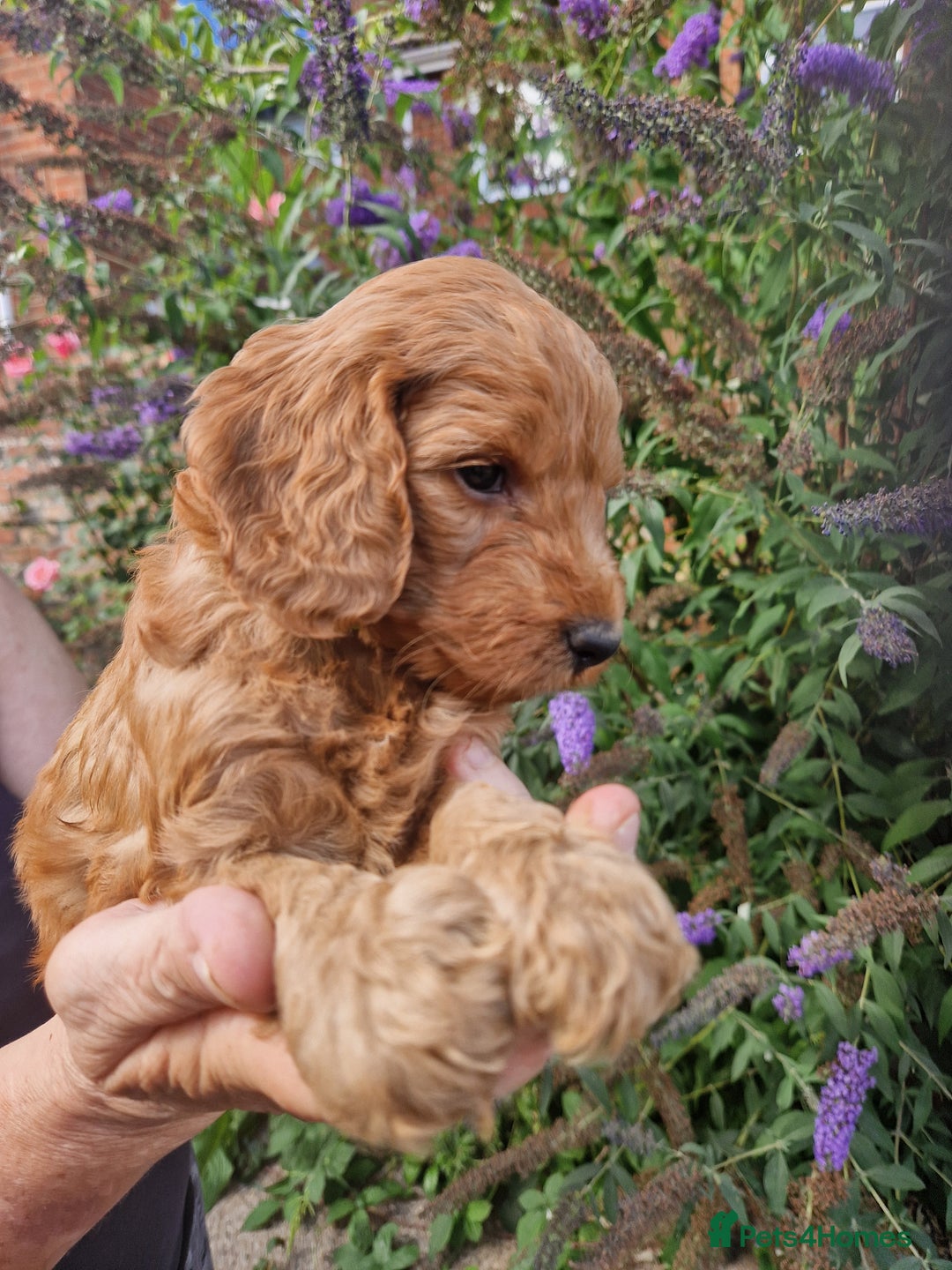 Cockapoo dogs for sale: EXCEPTIONAL HEALTH TESTED SHOW TYPE COCKAPOOS F1B - Image 23