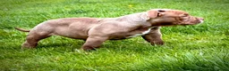 American Bully dogs for sale: Pocketbully last girl❤️only 900£ - Advert 12