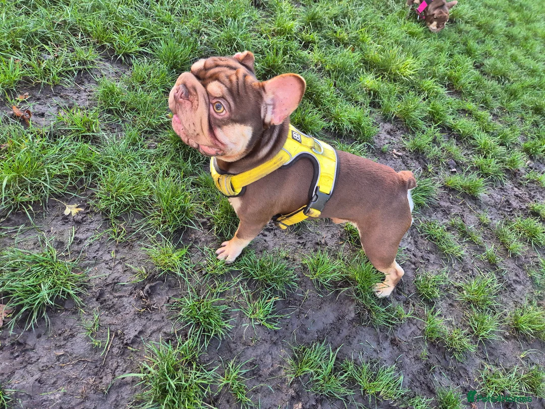 French Bulldog dogs for stud: ROJO AND TAN CARRYING PINK -Rare - Advert 2