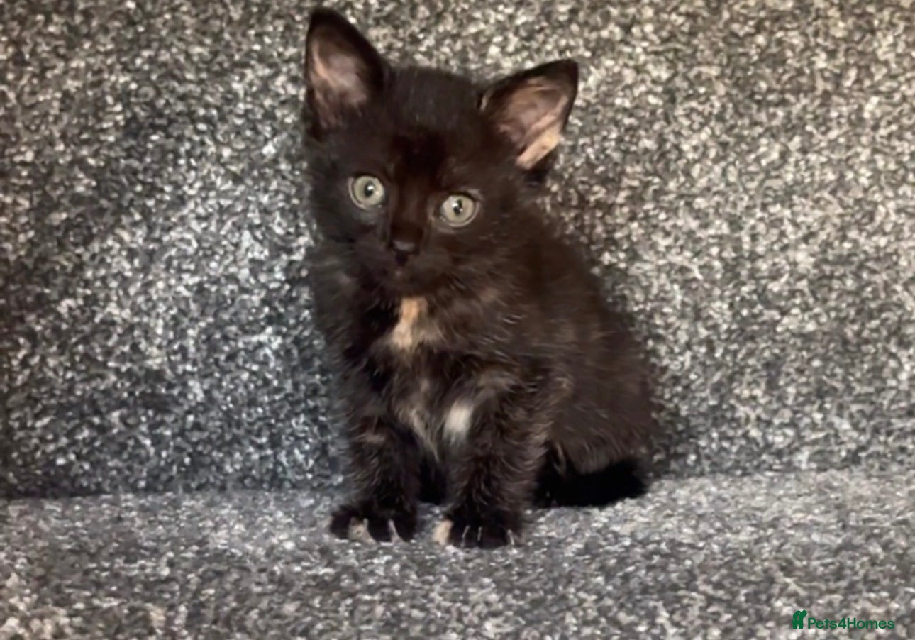 British Shorthair cats FREE Playful little girl ready for a loving home  - Advert 12