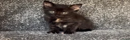 British Shorthair cats for sale: FREE Playful little girl ready for a loving home  in Heckmondwike - Advert 1