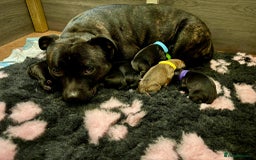 Staffordshire Bull Terrier dogs for sale: Pedigree Staffordshire Bull Terrier Puppies - Image 1