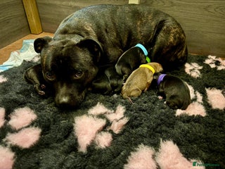 Staffordshire Bull Terrier dogs - Advert 1