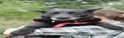 Mixed Breed dogs for adoption: ❤️🐶 MARY – SHE IS PERFECT WITH HER PEOPLE - Advert 10
