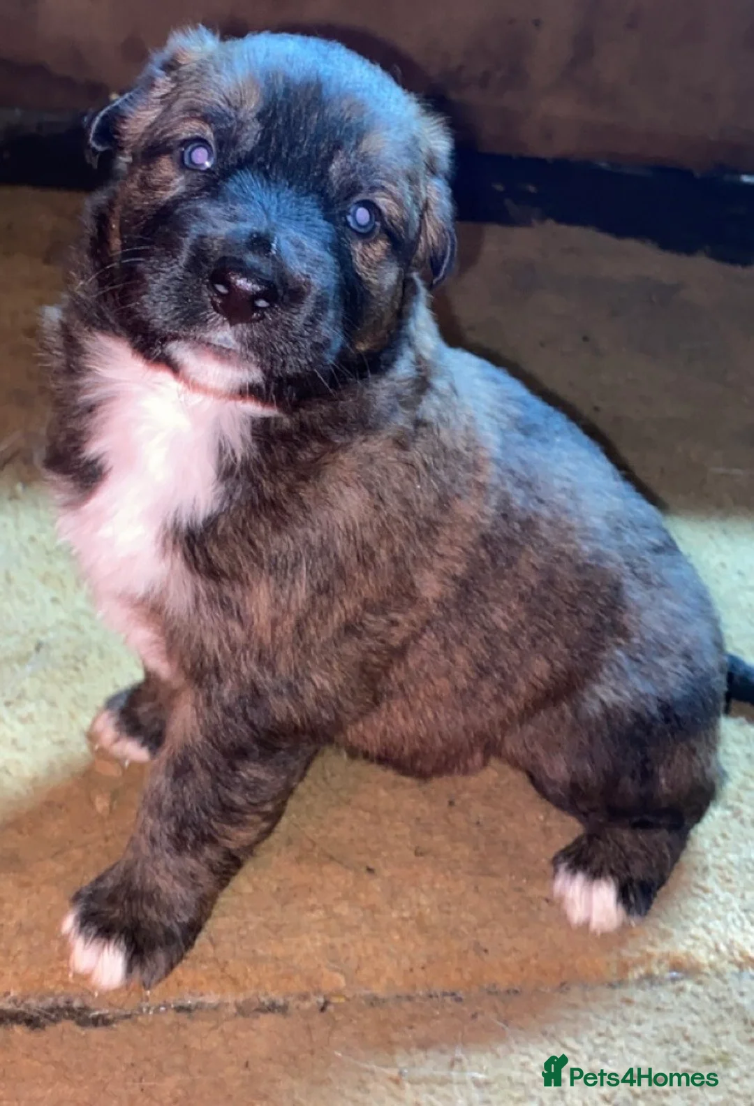 Mixed Breed dogs for sale: Australian Shepherd X Border Collie pups 🐶  - Advert 9