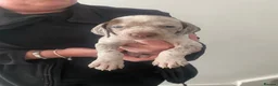 Braque du Bourbonnais dogs for sale: Braque du borbonnais puppies in Clydebank - Advert 16