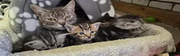 Mixed Breed cats for sale: Maine Coon Cross fluffy kittens  - Advert 17