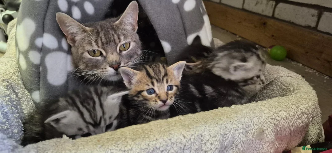 Mixed Breed cats for sale: Maine Coon Cross fluffy kittens  - Advert 17