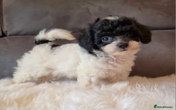 Cockapoo dogs for sale: Best Friend Sofa Companions 🥰 Fully vaccinated  - Image 22