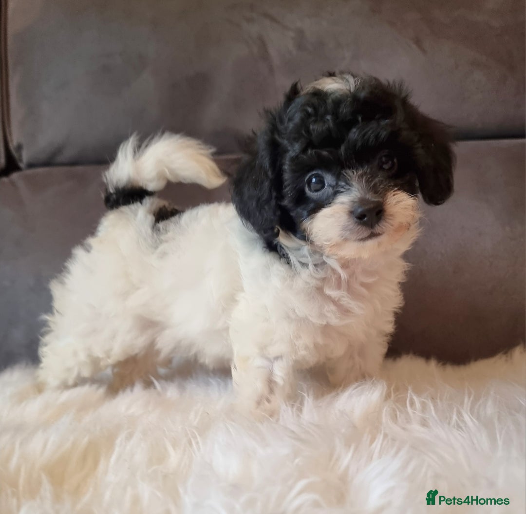 Cockapoo dogs for sale: Best Friend Sofa Companions 🥰 Fully vaccinated  - Image 22