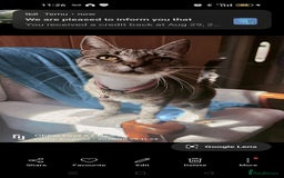 Mixed Breed cats for sale: Three beautiful kittens  - Image 4