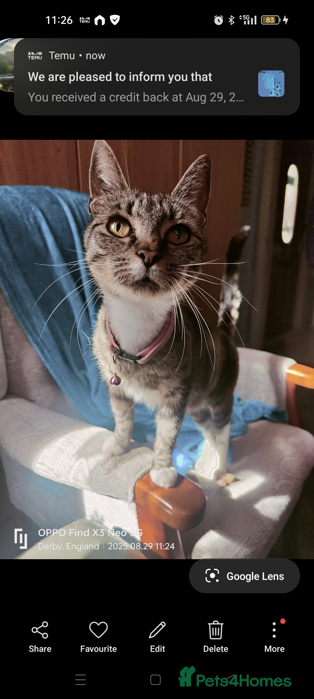 Mixed Breed cats for sale: Three beautiful kittens  - Image 4