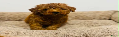 Toy Poodle 1