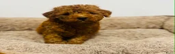 Toy Poodle dogs for sale: Toy Poodle in Nottingham - Advert 4