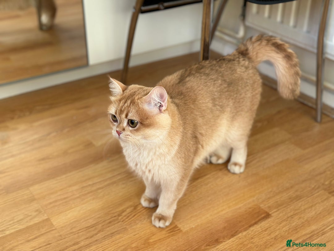 British Shorthair cats for sale: GCCF reg BSH Chocolate and Black Golden Kittens in London - Image 4