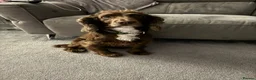 Cocker Spaniel dogs for stud: PROVEN KC CHOCOLATE WORKING COCKER SPANIEL STUD - Advert 2