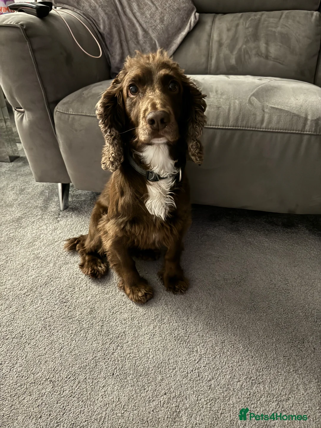 Cocker Spaniel dogs for stud: PROVEN KC CHOCOLATE WORKING COCKER SPANIEL STUD - Advert 2