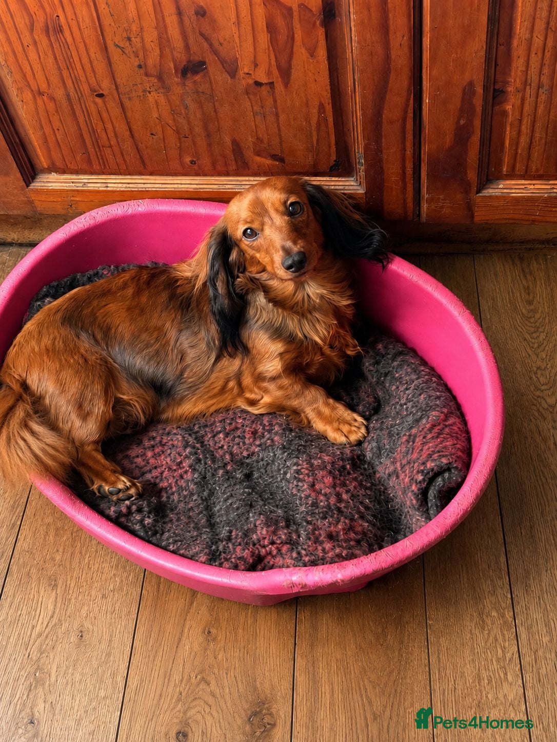 Miniature Dachshund dogs Miniature long haired dachshund puppies  - Advert 1