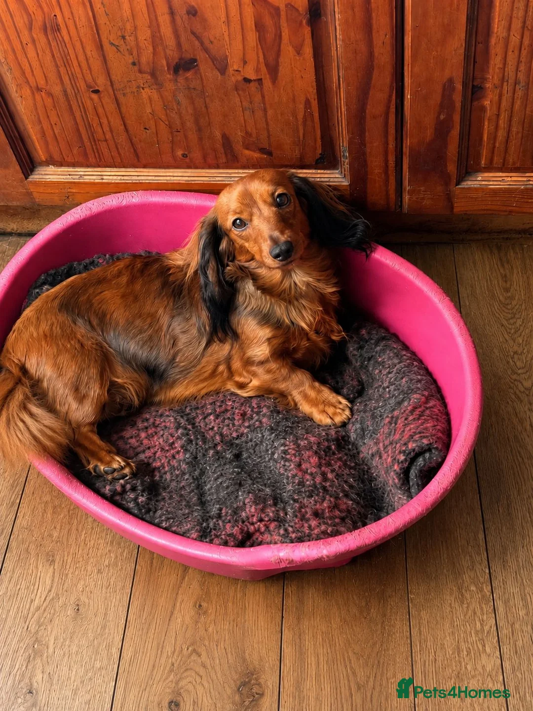 Miniature Dachshund dogs for sale: Miniature long haired dachshund puppies  - Advert 1