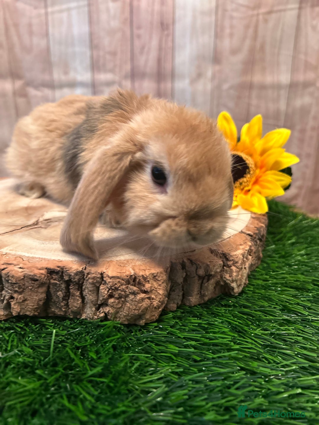 Mini Lop rabbits for sale: Gorgeous mini lops - yellow litter - Image 8