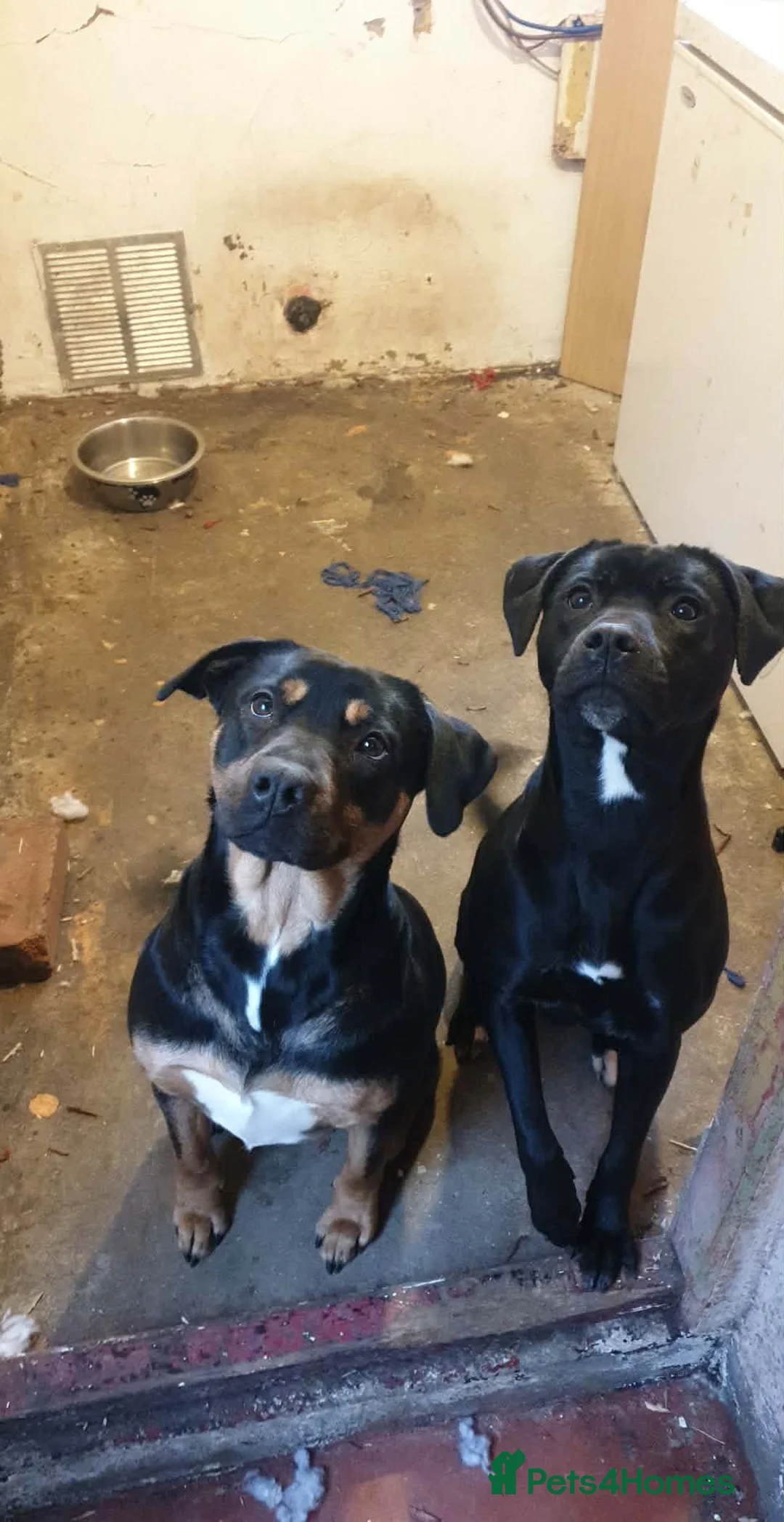 Mixed Breed dogs for sale: X2 female dogs must go together - Advert 1
