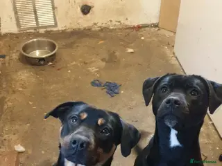 Mixed Breed dogs X2 female dogs must go together - Advert 1