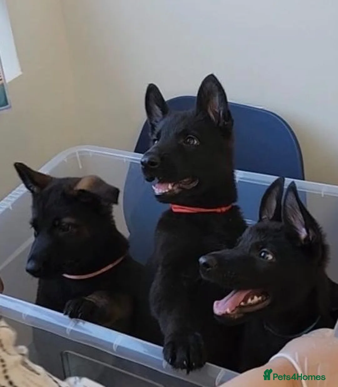 Belgian Shepherd Dog dogs for sale: Belgium Malinois × Czech Shepherd Puppies - Advert 1