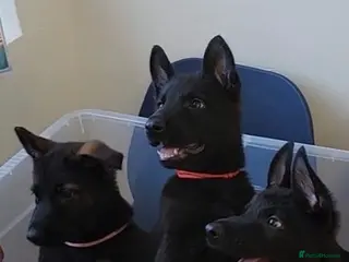 Belgian Shepherd Dog dogs Belgium Malinois × Czech Shepherd Puppies - Advert 1