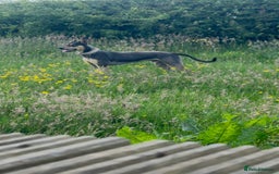 Mixed Breed dogs for sale: Looking for new home🐾❤️ - Advert 3